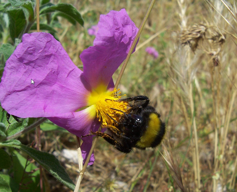 Bombus cfr terrestris